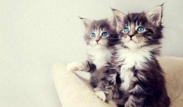 玩滑梯的猫咪娱乐吃瓜酱,吃瓜酱的欢乐时光