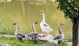 娱乐圈吃瓜大鹅,揭秘明星幕后故事