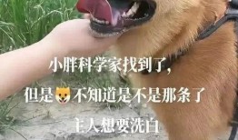二狗网红吃瓜视频,揭秘娱乐圈幕后真相