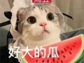 娱乐吃瓜君网红虐猫是谁,娱乐吃瓜君揭露虐猫网红真相