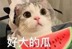 娱乐吃瓜君网红虐猫是谁,娱乐吃瓜君揭露虐猫网红真相