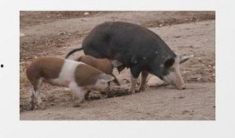 熊猫和猪的爆料视频大全,趣味横生的动物日常大揭秘