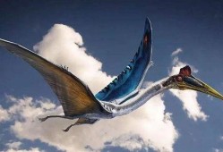 风神翼龙爆料了吗视频讲解