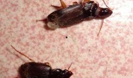 昆虫学者皮肤最新爆料,皮肤奥秘新发现