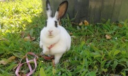 兔子日常爆料视频大全最新