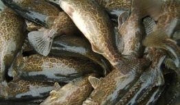 鳜鱼养殖爆料视频,从爆料视频中看养殖全过程