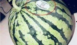 网红吃瓜啥意思,揭秘网络热点背后的真相与娱乐