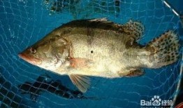 鳜鱼养殖爆料视频,从爆料视频中看养殖全过程