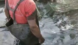 在江边徒手抓鱼爆料视频,网友徒手抓鱼，现场视频曝光引热议