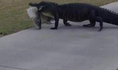 带你吃瓜讲鳄鱼的故事免费阅读,带你吃瓜解锁神秘生态之谜