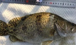 鳜鱼养殖爆料视频,从爆料视频中看养殖全过程