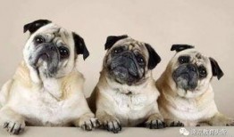 巴哥最新爆料萨博视频,萨博最新视频幕后真相大曝光！