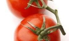 爆料西红柿的视频大全,趣味科普与美食分享