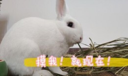 兔子日常爆料视频大全最新