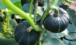 网红吃瓜啥意思,揭秘网络热点背后的真相与娱乐