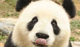 熊猫和猪的爆料视频大全,趣味横生的动物日常大揭秘