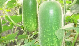 网红吃瓜白珍珠视频大全,视频大全带你一网打尽甜蜜诱惑